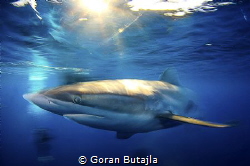 silky shark in slow shutter speed by Goran Butajla 
